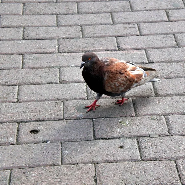 트랙에 브라운 비둘기 — 스톡 사진