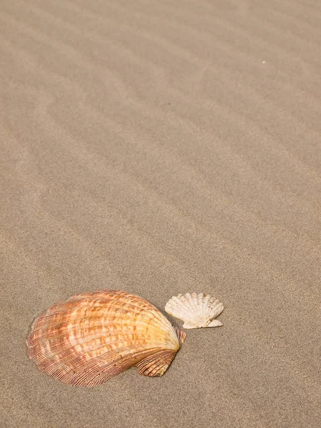 風にホタテ貝殻を総なめにした砂浜のビーチ — ストック写真