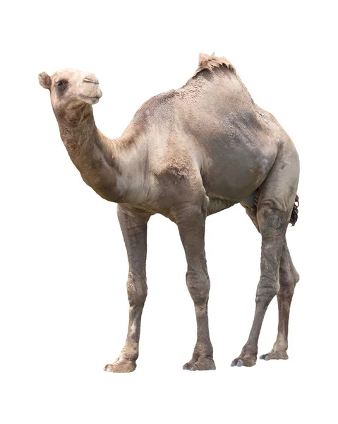 Camelo Isolado Branco Para Uso Múltiplo — Fotografia de Stock