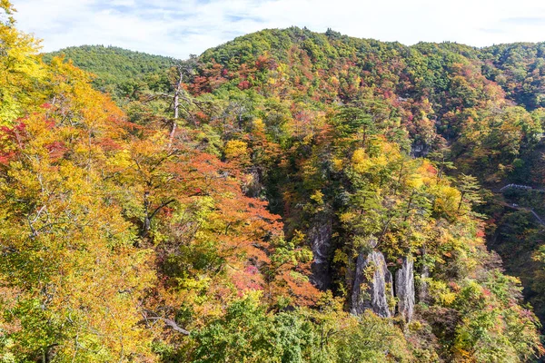 화려한 단풍과 — 스톡 사진