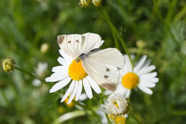 Butterfly Zit Daisywheel — Stockfoto