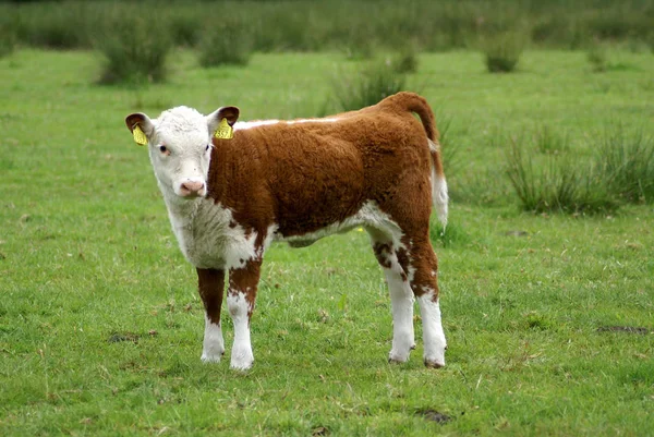 Hereford Cow Standing — Stock Photo, Image