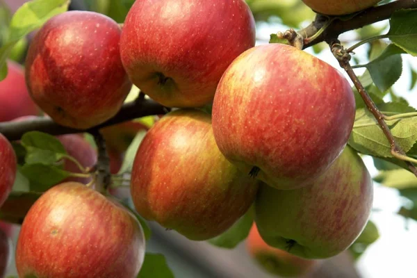 Widok Bliska Pysznych Świeżych Słodkich Czerwonych Jabłek Drzewie — Zdjęcie stockowe
