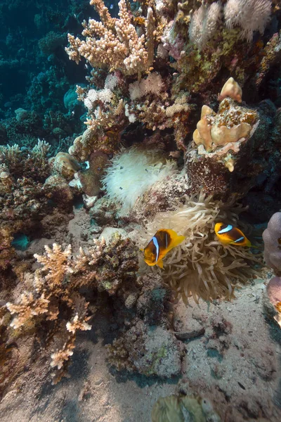 Anemone Anemonfish Red Sea — стоковое фото