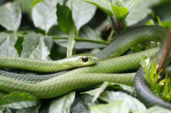 茂みの中の緑のヘビ — ストック写真