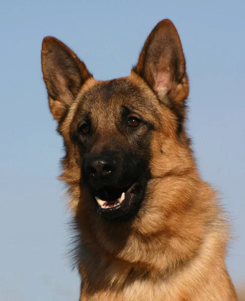 Porträt Eines Schönen Reinrassigen Schäferhundes — Stockfoto