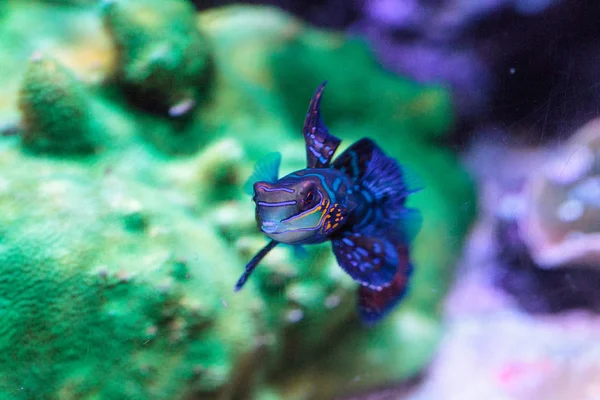 Mandarin Goby Also Called Mandarin Dragnet Synchiropus Splandidus Reef Aquarium — Stock Photo, Image