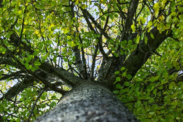 Dentro Aspen Tree Durante Día — Foto de Stock
