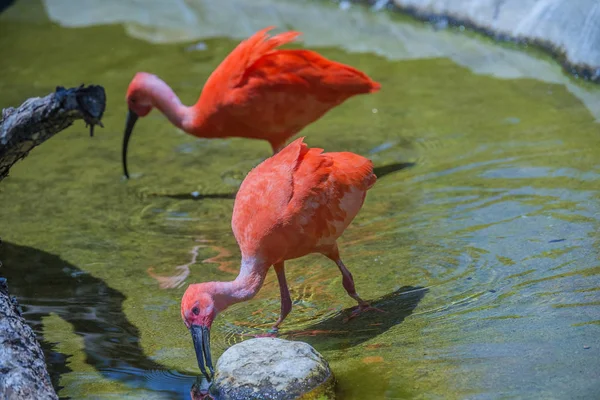 Eudocimus Ruber Una Especie Ave Paseriforme Familia Threskiornithidae Habita América —  Fotos de Stock