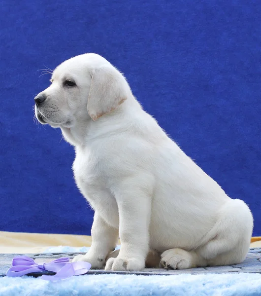 Pequeno Filhote Cachorro Labrador Amarelo Sentado Fundo Azul — Fotografia de Stock