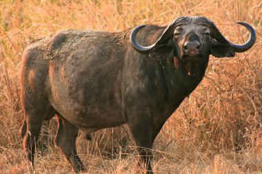 A big big buffalo of the Tanzania's national park clipart