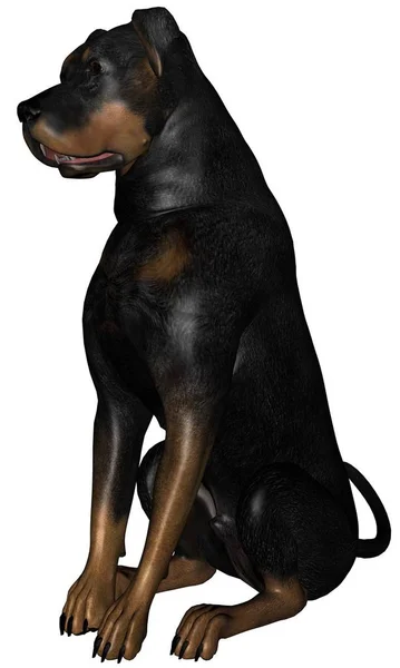 Beyaz Arka Plan Izole Üzerinde Işlenmiş Rottweiler Köpek — Stok fotoğraf