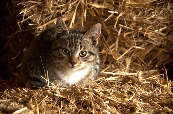 Katze Auf Weißem Hintergrund — Stockfoto