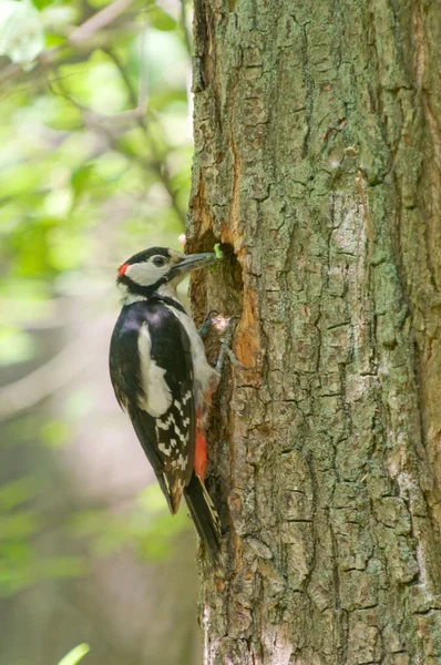 Dendrocopos major. Great Spotted Woodpecker sitting on a tree