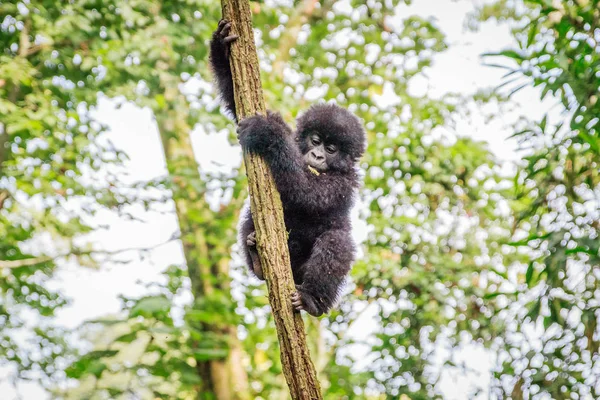 Baby Gorilla Montagna Che Gioca Albero Nel Parco Nazionale Virunga — Foto Stock