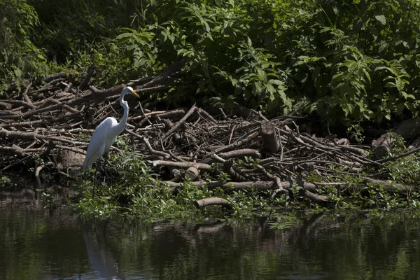 Greater Zilverreiger Ardea Alba Nabij Een Vijver Oever — Stockfoto