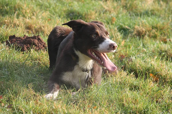 잘생긴 빨간색과 테두리 Sheepdog 잔디에 — 스톡 사진