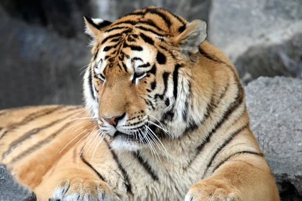 Портрет Красивого Взрослого Тигра — стоковое фото