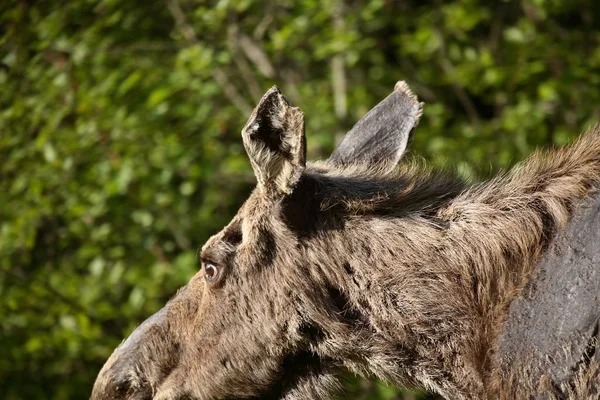 Moose Alces Alces Americanus Distingue Otros Miembros Cervidae Por Forma — Foto de Stock