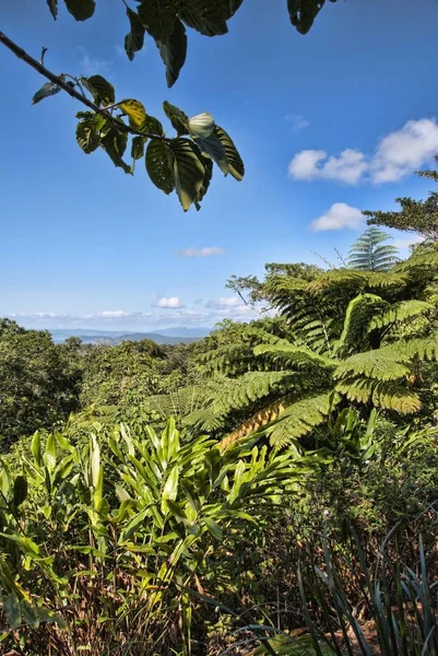 Részlet Daintree Nemzeti Park Queensland Ausztrália Augusztus 2009 — Stock Fotó