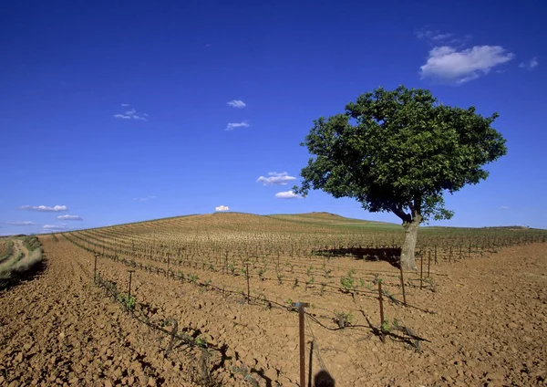 Árbol Solitario Campo Seco Vino Con Cielo Azul — Foto de Stock