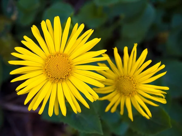 Margaridas Amarelas Brilhantes Uma Cama Flor — Fotografia de Stock