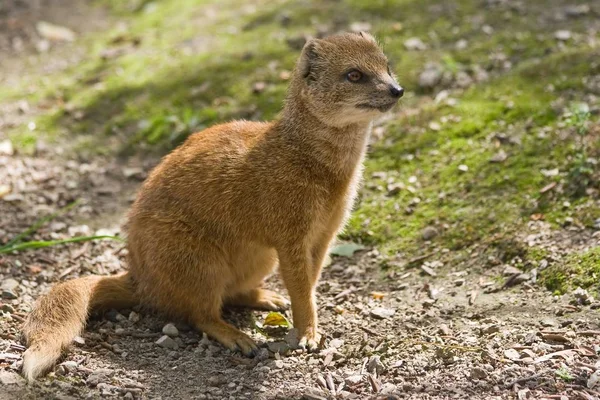 Żółte Mongoose Żyje Łąki Afryce — Zdjęcie stockowe