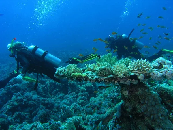 Búvárok Vörös Tenger Korallzátonyán — Stock Fotó