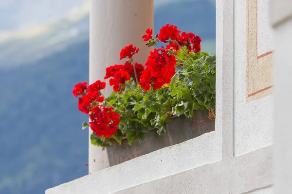 Egy Ablak Színes Ausztria Nyári Virágok — Stock Fotó