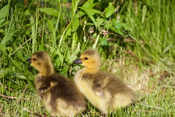 Zwei Junge Gänse Fressen — Stockfoto