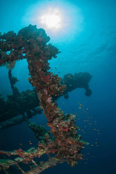 Naufrage Plongée Sous Marine Soudan Mer Rouge — Photo