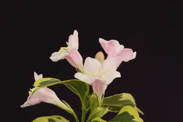 Weigela Kwiat Zbliżenie — Zdjęcie stockowe
