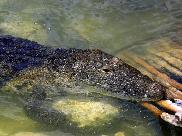 Krokodil Kajmán Ban Egy Igazi Közép Amerika — Stock Fotó