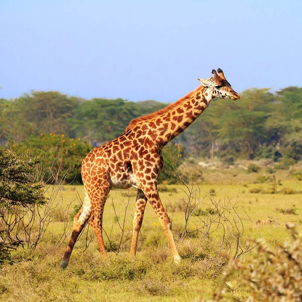 Eine Rothschild Giraffe Wilder Kenia — Stockfoto