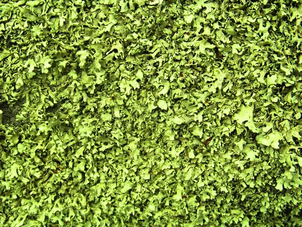 Liszaj Lichenes Tekstury Kolorowe — Zdjęcie stockowe