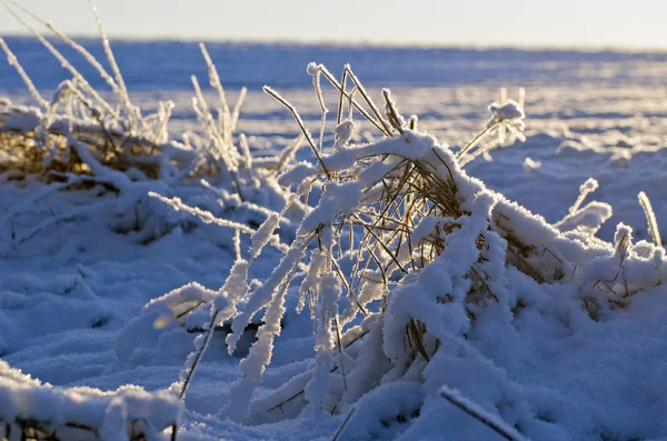 Vinter Fältet Med Rimfrost Snö Och Morgon Soluppgången Solljus — Stockfoto