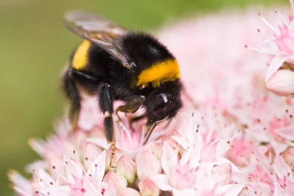 Hummeln Sammeln Fleißig Nektar Aus Sedum — Stockfoto