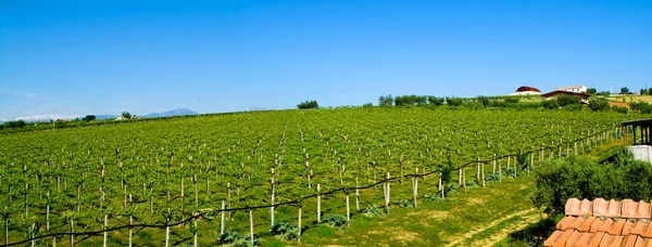 Viñedo Sol — Foto de Stock