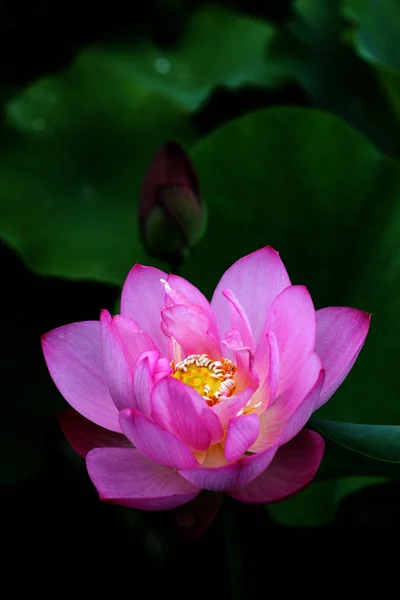 太陽の光で明るい美しいローズムプレナムロータスの花 クローズアップ — ストック写真