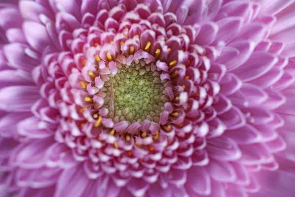 Cabeça Flor Roxa Com Detalhe Pétala — Fotografia de Stock