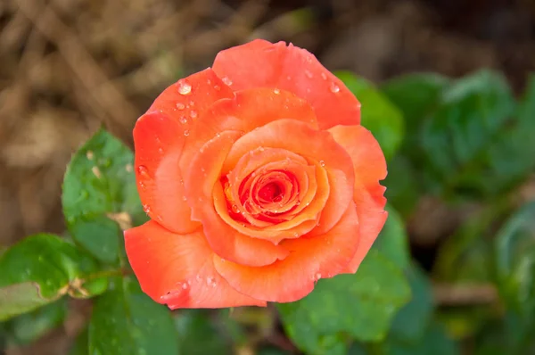 Oranje Roos Tuin — Stockfoto