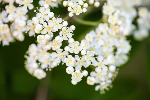 Üvez Ağacının Beyaz Çiçekler Yakın Çekim — Stok fotoğraf