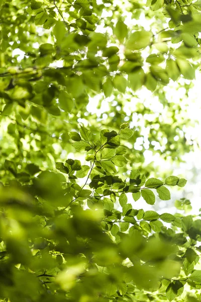 屋外自然 環境コンセプト ウッドランドで背の高い落葉樹の林の葉の緑を通して輝く太陽 — ストック写真