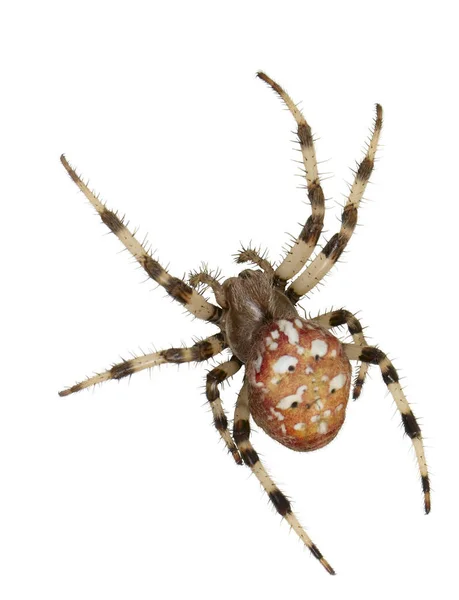 Female Spiders Araneus Marmoreus Macro White Background — Stock Photo, Image