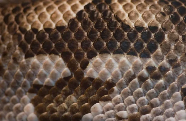 Close Onderdeel Van Snake Skin Bruine Witte Kleuren — Stockfoto