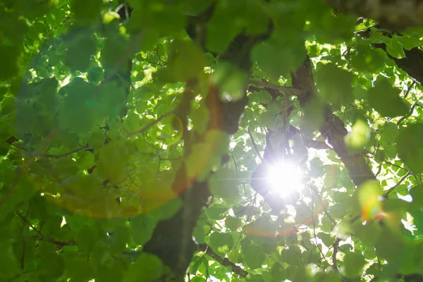 Árvore Com Estrela Sol Conceito Desfrutar Natureza — Fotografia de Stock