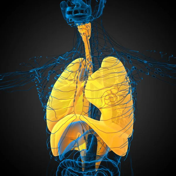 Hacer Ilustración Médica Del Sistema Respiratorio Humano Vista Lateral — Foto de Stock