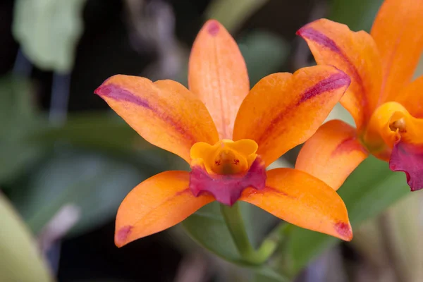 Hermosas Flores Orquídea Naranja Fondo Hoja Verde — Foto de Stock