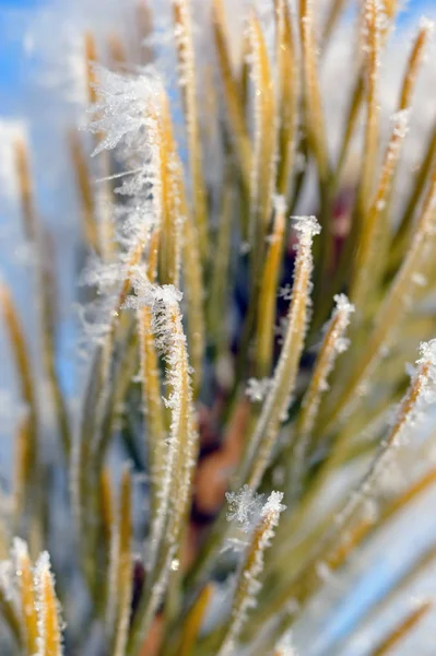 Close Hoarfrost Agulhas Pinheiro — Fotografia de Stock