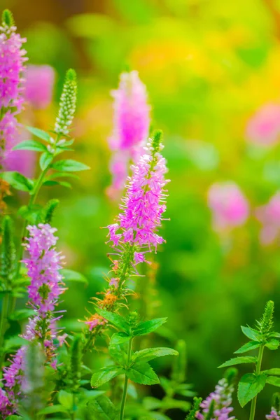 Imagen Fondo Las Flores Colores Naturaleza Fondo — Foto de Stock